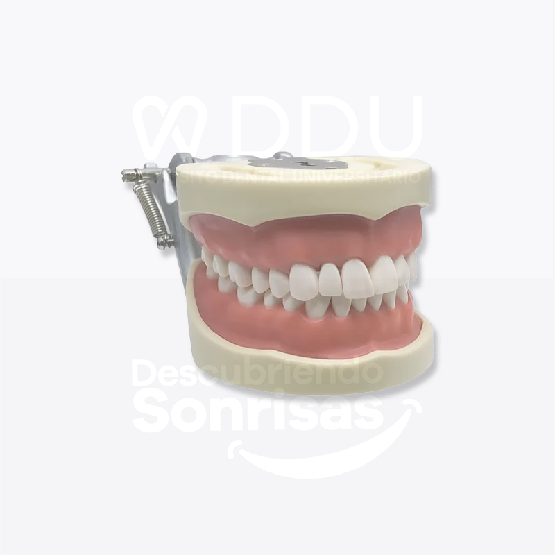 Dientes Nissin Adulto P/tipodonto C/32